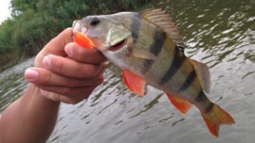 SV-KOKETKA / SB04-2G 25MM KAŞIK