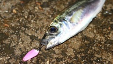 SV-KOKETKA / SB04-2G 25MM KAŞIK