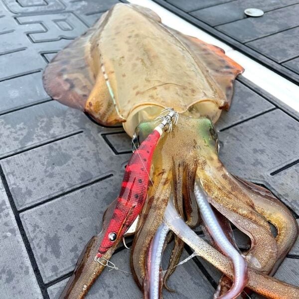 Yamashita Egi Oh F 3.0 Kalamar Zokası Nıy