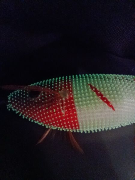 Captain 3028 Kalamar Zokası 8cm Toto Zogga Glow Deri Kaplama