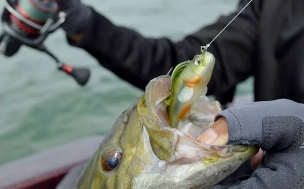 Captain 3069 Pluse Soft 12cm Turna Silikonu 3'lü Mix Set Suni Yem