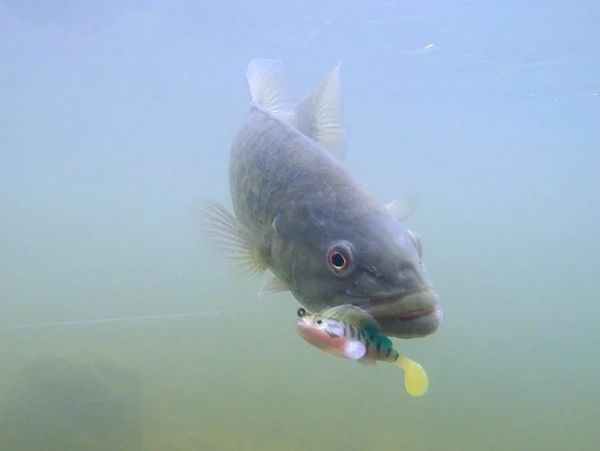 Captain 3069 Pluse Soft 12cm Turna Silikonu 3'lü Mix Set Suni Yem