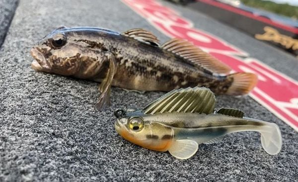 Captain 3069 Pluse Soft 12cm Turna Silikonu 3'lü Mix Set Suni Yem