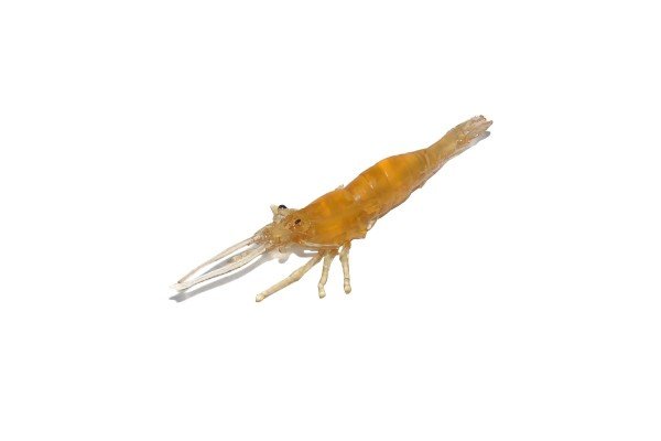 Captain 3054 Silikon Karides 7.5cm Suni Yem 5'li Paket 004