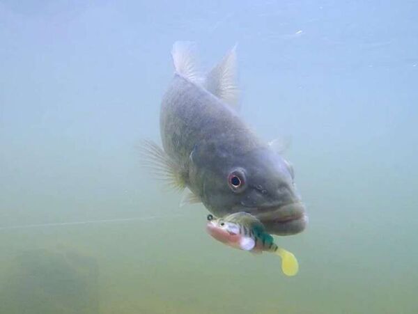 Captain 3069 Jumping Soft 75cm 14gr Levrek Silikonu Suni Yem